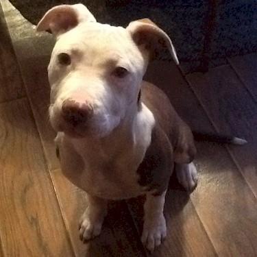Andersons Happy Tail Pits Baylee Pit Bull.jpg